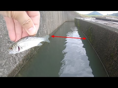 水路の出口で泳がせ釣りしたら次々に海魚が襲ってきた❗