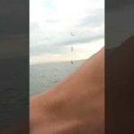 大阪湾でこの仕掛け使ったら○○が爆釣した！#shorts#釣り#サビキ釣り