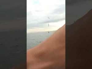 大阪湾でこの仕掛け使ったら○○が爆釣した！#shorts#釣り#サビキ釣り