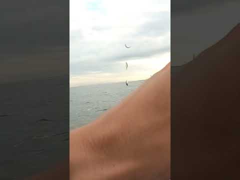 大阪湾でこの仕掛け使ったら○○が爆釣した！#shorts#釣り#サビキ釣り