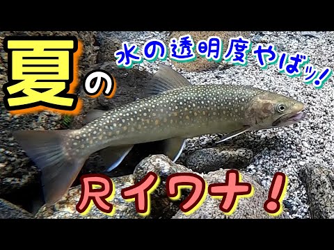 【渓流釣り】透明度が高すぎる渓流上流域で…尺イワナ2本!渓流ルアーfishing!