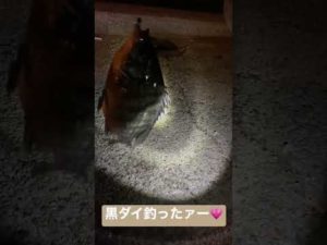 要中に旦那と釣りに行ったらまさかのクロダイがつれた！！