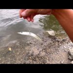 魚が全然釣れないので…