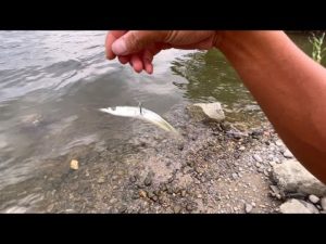 魚が全然釣れないので…