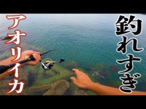 【エギングで数釣りした！】アオリイカの数釣りはもう始まっている！秋イカシーズンは夏から始まる！