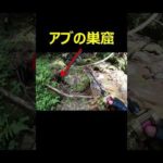 アブの巣窟を渓流釣り初心者が踏むとこうなる　#shorts