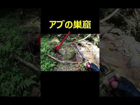 アブの巣窟を渓流釣り初心者が踏むとこうなる　#shorts