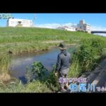 横浜市戸塚区 柏尾川で小物釣り。高度経済成長期に汚れた川は最近は綺麗になってアユもいるとか！？
