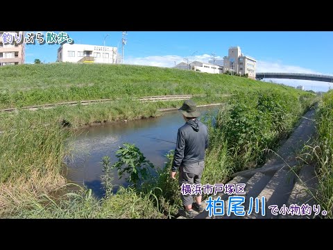 横浜市戸塚区 柏尾川で小物釣り。高度経済成長期に汚れた川は最近は綺麗になってアユもいるとか！？