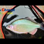 【小物釣り】年に一度は釣りたい魚がいる！【4K】