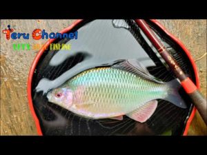 【小物釣り】年に一度は釣りたい魚がいる！【4K】