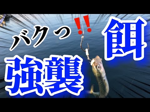 釣ったサバで泳がせ釣りをしたらとんでもないことが起きた‼️