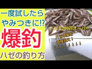 ２０２２年８月【ハゼ釣り】ここを狙えばハゼは入食い。