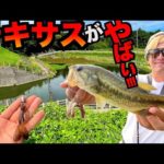 「テキサス」で釣りしてみたら凄かった！【夏の高滝ダムバス釣り】