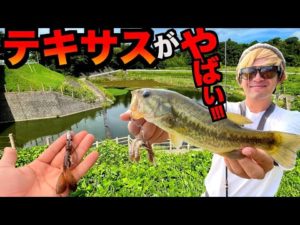 「テキサス」で釣りしてみたら凄かった！【夏の高滝ダムバス釣り】