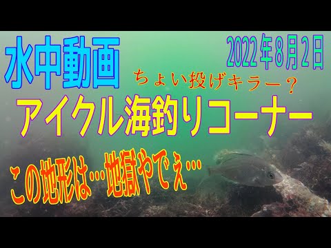 水中動画（2022年8月2日）in アイクル海釣りコーナー