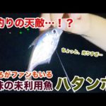 夜釣りの天敵…！？未利用魚ハタンポは熱狂的ファンもいる美味さ