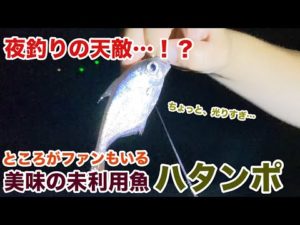 夜釣りの天敵…！？未利用魚ハタンポは熱狂的ファンもいる美味さ