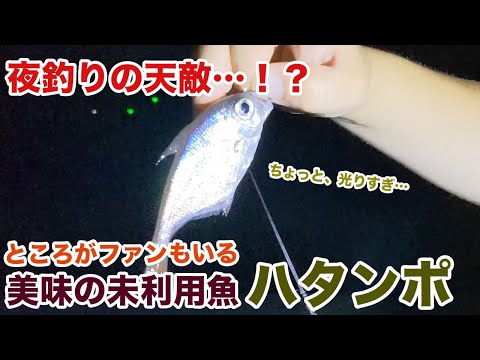 夜釣りの天敵…!?未利用魚ハタンポは熱狂的ファンもいる美味さ