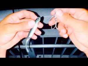 今年もあの魚を釣りまくる時期が来た。