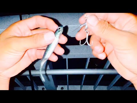 今年もあの魚を釣りまくる時期が来た。