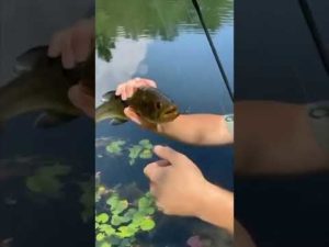 【く、くっそ！離せよ！】と苦戦する釣り好きが究極の一発を繰り出す瞬間が撮れました #funny