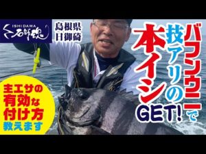 【エサの付け方教えます】バフンウニで技ありの本イシGET!主エサの有効な付け方教えます 島根県日御碕 Vol.2【イシダイ釣り】