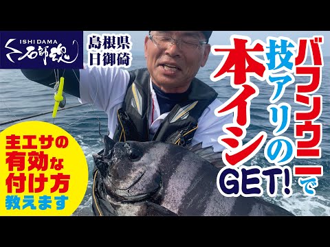 【エサの付け方教えます】バフンウニで技ありの本イシGET！主エサの有効な付け方教えます　島根県日御碕　Vol.2【イシダイ釣り】