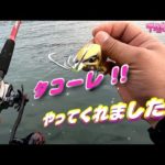【タコ釣り】秋の夕マズメ突然のキロUP　タコーレ　オクトパッシング
