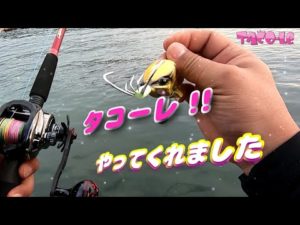 【タコ釣り】秋の夕マズメ突然のキロUP　タコーレ　オクトパッシング
