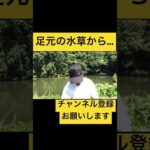 【バス釣り】足元に太短いワームを落とすだけで…