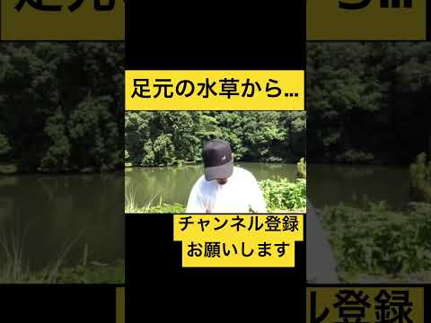 【バス釣り】足元に太短いワームを落とすだけで…