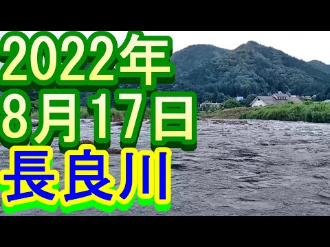 鮎釣り 15cm高クリア 和合橋 長良川 2022年