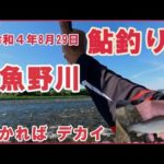 令和４年8月29日  鮎釣り 魚野川 掛かれば大きい