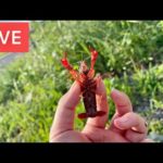 夏休み釣りLIVE🎣エサはあたりめ🦐