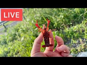 夏休み釣りLIVE🎣エサはあたりめ🦐