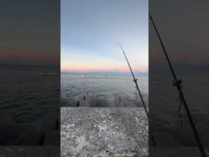 朝イチ遠投！打ち込み釣り石垣島！#石垣島 #釣り部 #打ち込み