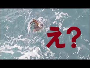 【石鯛釣り/ShortDiary】ウニ餌に予想外すぎるヤツが食ってきた…（70）