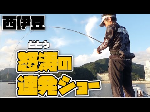 【紀州釣り】西伊豆の黒鯛紀州釣りリベンジ！怒涛の連発ショー開幕【黒鯛釣り】【釣武者】