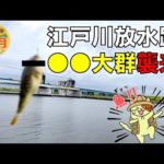 8月の江戸川放水路！ハゼ釣りにきたら、まさかの●●の大群が襲来しギブアップ