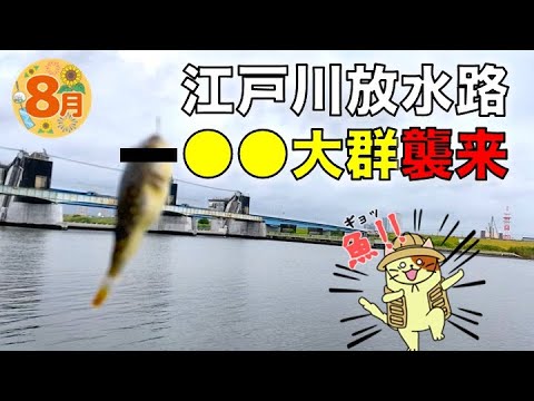 8月の江戸川放水路！ハゼ釣りにきたら、まさかの●●の大群が襲来しギブアップ