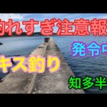 釣れすぎ注意報発令中なキス釣り 知多半島
