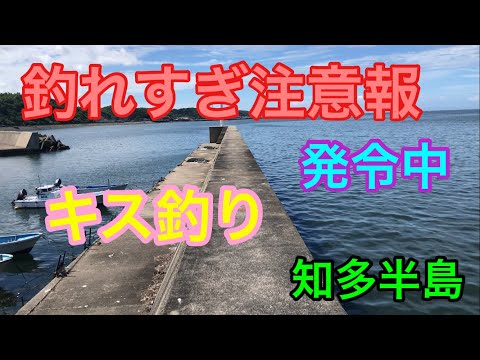 釣れすぎ注意報発令中なキス釣り 知多半島