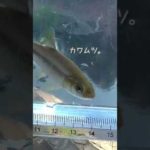 【釣りぶら散歩。】横浜 和泉川で小物釣り 。【淡水】#shorts