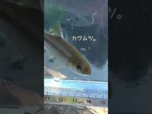 【釣りぶら散歩。】横浜 和泉川で小物釣り 。【淡水】#shorts