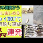 ２０２２年【夏休みの釣り】堤防から気軽に楽しめるチョイ投げ釣りでキスと引きの強いギマ連発。五目釣りも達成！