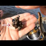 夏に最強のエサが取り放題。【ヘチ釣りチヌ落とし込み】