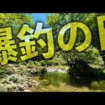 【渓流釣り】高活性でめっちゃ釣れた日！