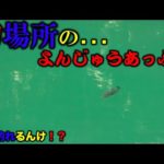 【バス釣り】初場所での…よんじゅうあっぷ…か？