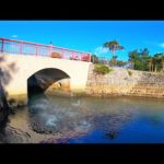 公園の水路に大量の小魚が逃げ込んできたので泳がせ釣りしてみると…